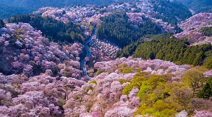 Cherry blossoms on Mount Yoshino in Yoshino, Japan
