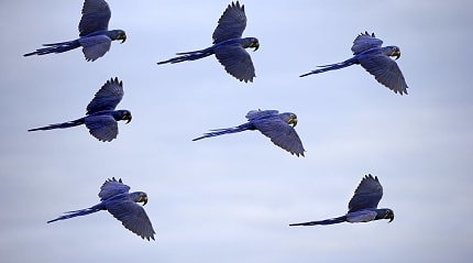 Hyacinth Macaw in the Pantanal, Brazil