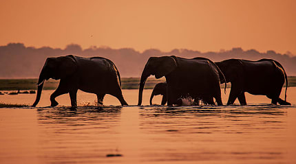 A heard of elephants crossing the waters of Botswana at sunset.