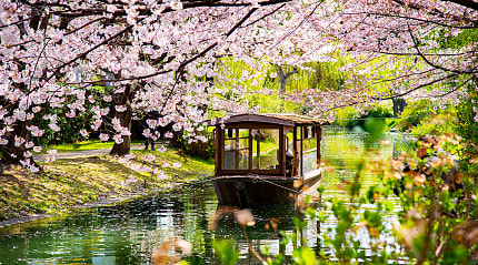 Japanese wooden boat with pink sakura branches in Japan