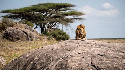Lion laying on a boulder in Eastern Serengeti, Tanzania