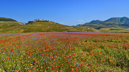 Wildflowers in Castelluccio di Norcia, Italy