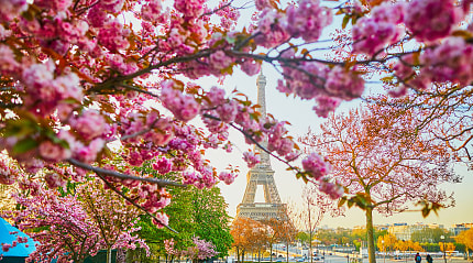 Cherry blossoms add a touch of pink to the Eiffel Tower