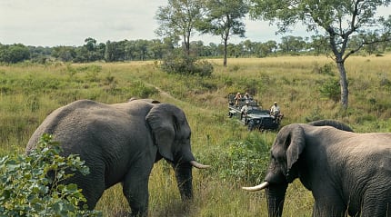 Two elephants walking through tall grass in a lush African savanna with a safari vehicle in the background, carrying tourists observing the wildlife