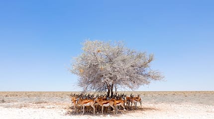 Herd of antelope find shade on a dry hot sunny day in Estosha National Park, Namibia