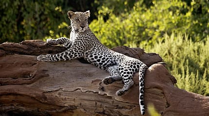 Leopard in Samburu National Park, Kenya