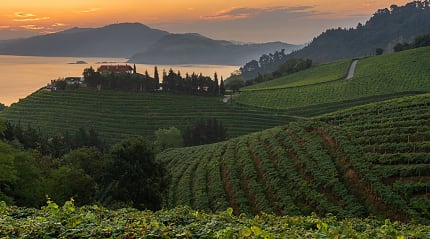 View of terraced vineyards overlooking the coast in the Basque Country, Spain.