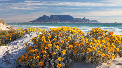 The blooming spring flowers along the coastline of South Africa, with Table Mountain in the background.