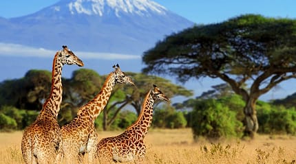 Giraffes in Kenya with Mount Kilimonjaro in the background