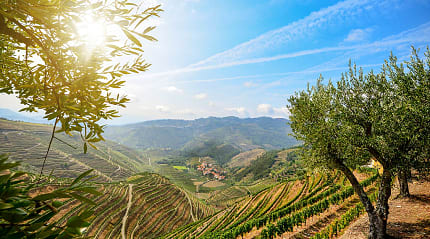 Vineyards in the Douro Valley wine region of Portugal