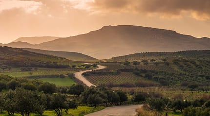 Olive groves and vineyards in Crete, Greece