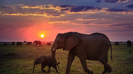 Herd of elephants at sunset in Chobe National Park, Botswana