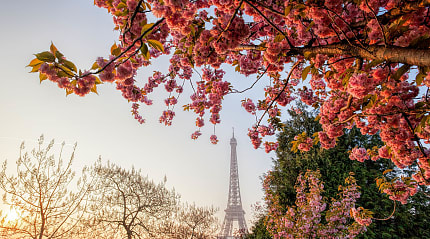 Cherry blossoms frame the Eiffel Tower in Pari, France
