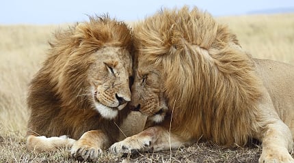The Maasai Mara, Kenya