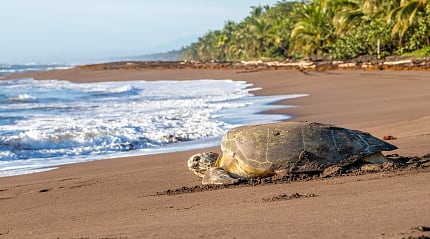 Sea turtle at Playa Tortuguero, Costa Rica