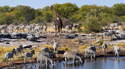 A lone giraffe surrounded by a herd of zebras in Etosha National Park, Namibia.
