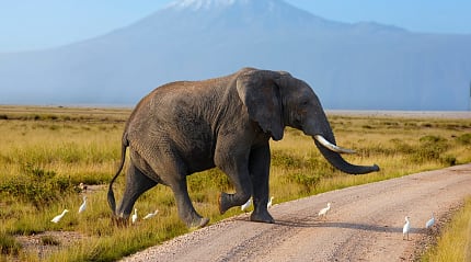 Elephant in Amboseli National Park with Mount of Kilimanjaro in the background, Kenya
