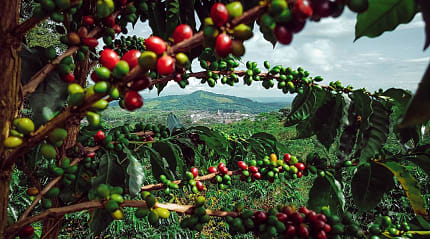 Coffee farm in Colombia