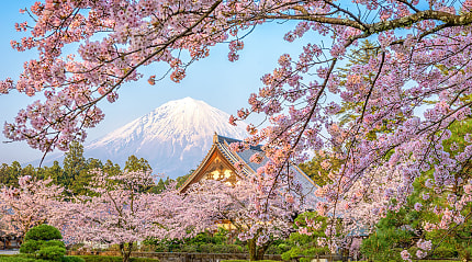 Spring cherry blossoms at Taiseki-ji Temple with Mt. Fuji in the background