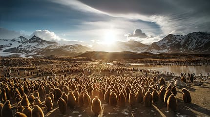 Juvenile king penguins in the Georgia Islands