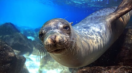 Sea lion underwater in tidal lagoon in the Galapagos islands