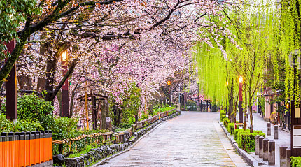 Spring cherry blossoms in Kyoto, Japan