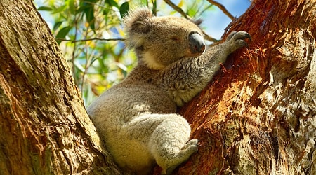 Koalas are one of the main attractions in Australia Koalas are one of the main attractions in Australia