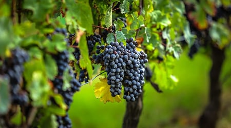 Vineyard in Bordeaux, France Vineyard in Bordeaux, France
