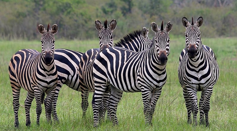 Ten-Day Privately Guided Rwanda Highlights Itinerary Ten-Day Privately Guided Rwanda Highlights Itinerary