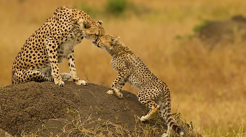 Cheetah and her cub in Masai Mara National Park, Kenya Cheetah and her cub in Masai Mara National Park, Kenya