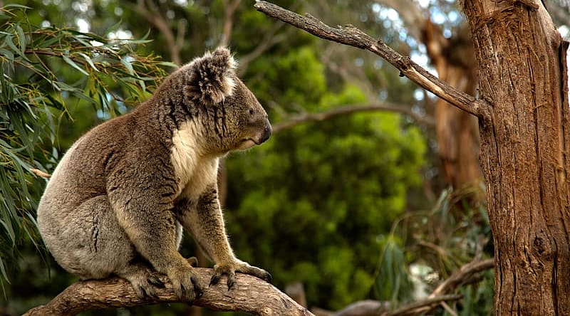 Ten-Day Australia Itinerary for Families: City, Wildlife, and Beach Koala in a tree, Australia