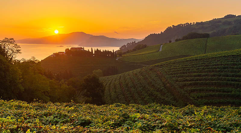 Vineyards at sunrise in Basque, Spain Vineyards at sunrise in Basque, Spain