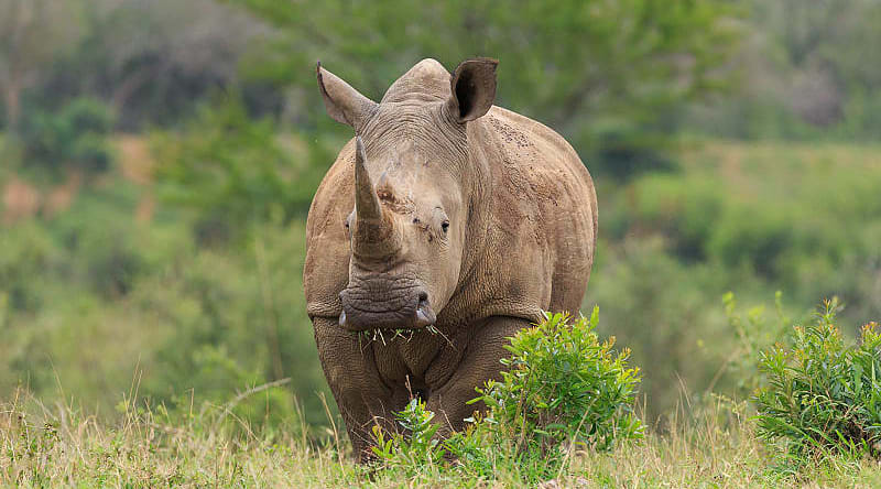 Rhino at Hluhluwe-iMfolozi Park, South Africa Rhino at Hluhluwe-iMfolozi Park, South Africa