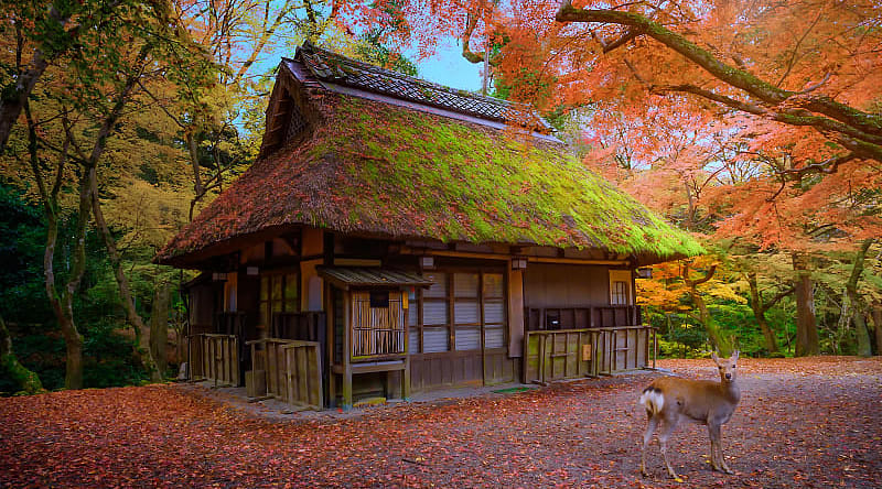 Nara Park, Japan Deer walking around Nara Park in Nara, Japan