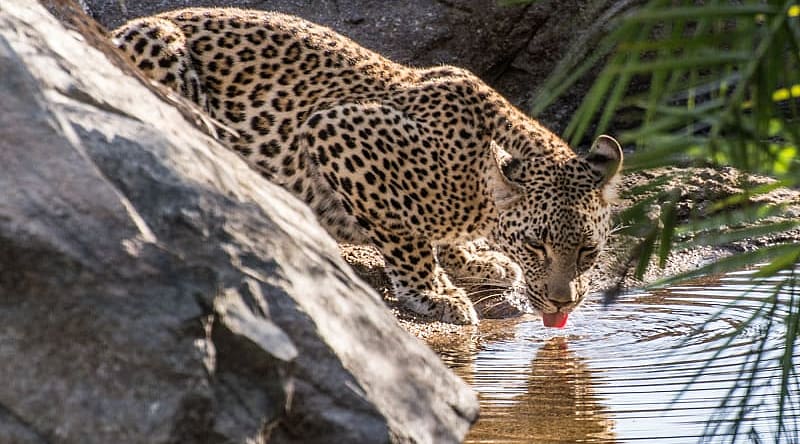 Young leopard drinking from a watering hole in Sabi Sands, South Africa Young leopard drinking from a watering hole in Sabi Sands, South Africa