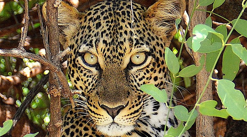 Deep Into the Bush: An Okavango Walking Safari Deep Into the Bush: An Okavango Walking Safari