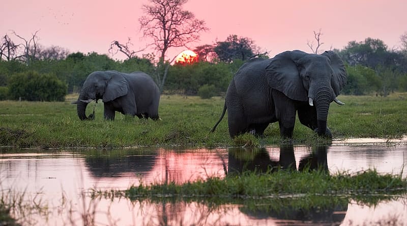 Elephants by the Okavango Delta in Botswana Elephants by the Okavango Delta in Botswana