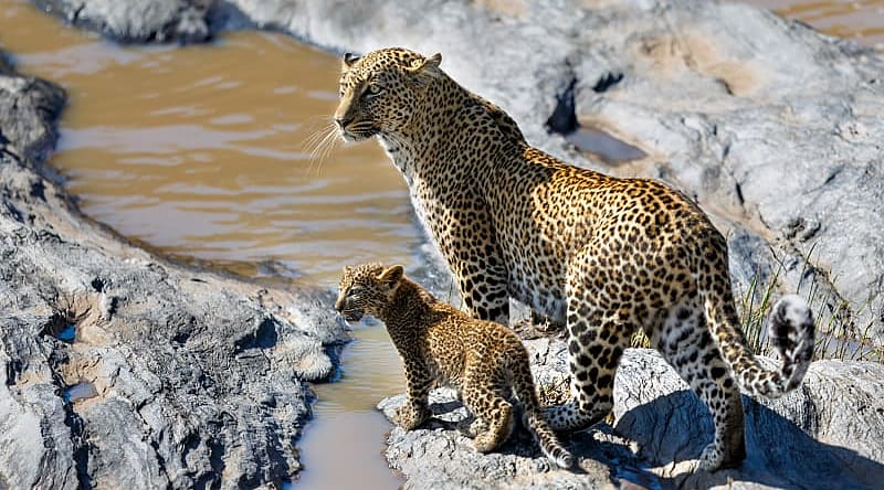 Leopard and her cub on the stones of the Olare Orok River in Kenya