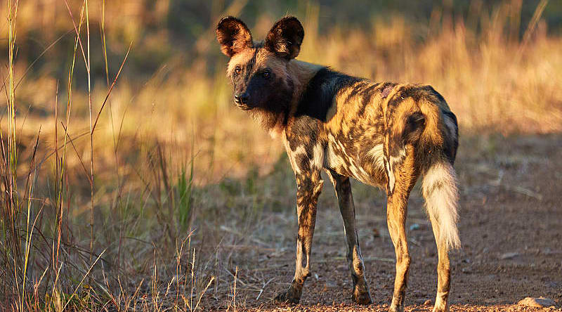 Kafue National Park, Zambia Wild dog in Kafue National Park, Zambia