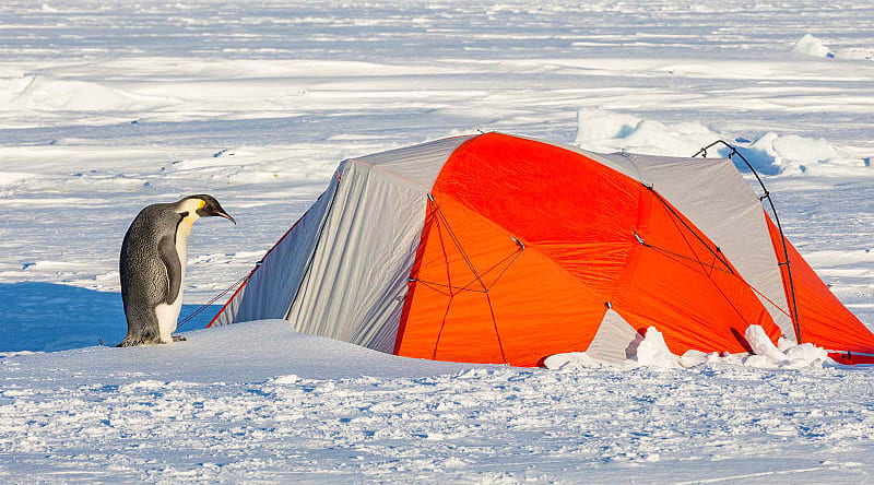 Camping in Antarctica Penguin waiting outside expedition tent in Antarctica