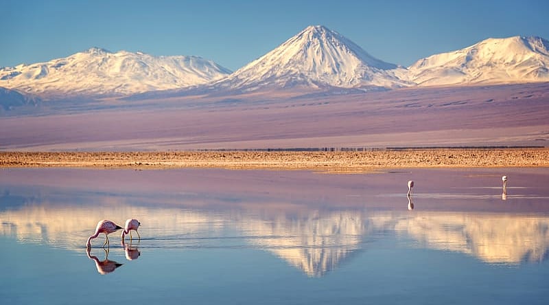 Pink flamingos in Chaxa Lagoon, Atacama, Chile Pink flamingos in Chaxa Lagoon, Atacama, Chile