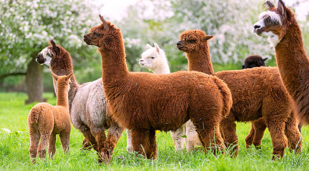 Idyllic Peruvian Getaway Tour for All Ages Idyllic Peruvian Getaway Tour for All Ages