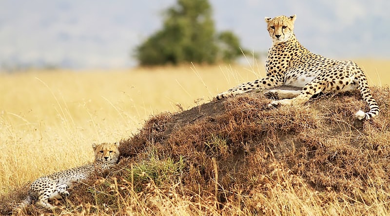 Leopard resting after hunting, Masai Mara National Reserve, Kenya Leopard resting after hunting, Masai Mara National Reserve, Kenya