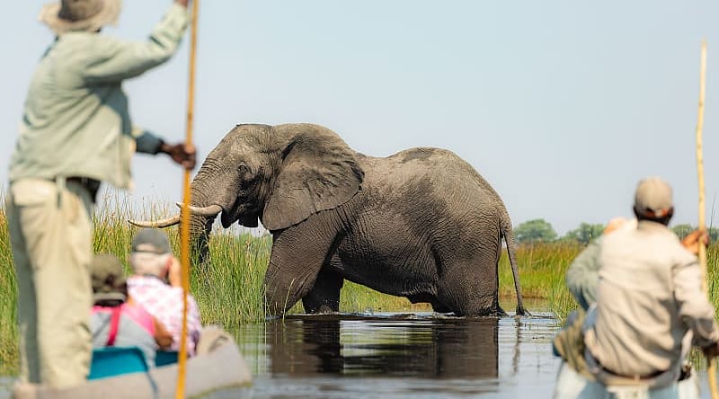 Botswana Tourists on mokoro boat safari observing an elephant in the Okavango Delta