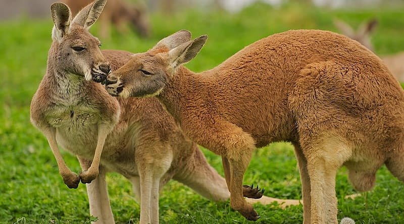 Kangaroo couple in the Australian outback Kangaroo couple in the Australian outback