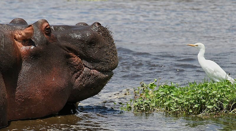Ngorongoro Crater, Tanzania Hippo and bird in a lake at Ngorongoro Crater, Tanzania