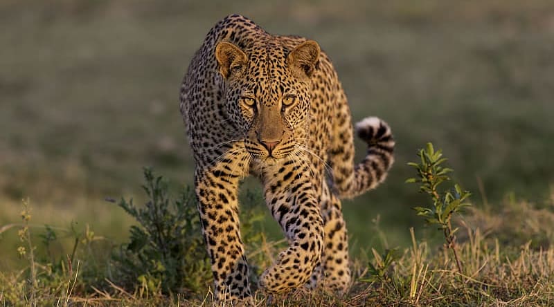 Best of Zimbabwe Safari: Exclusive Camps and Experiences Best of Zimbabwe Safari: Exclusive Camps and Experiences