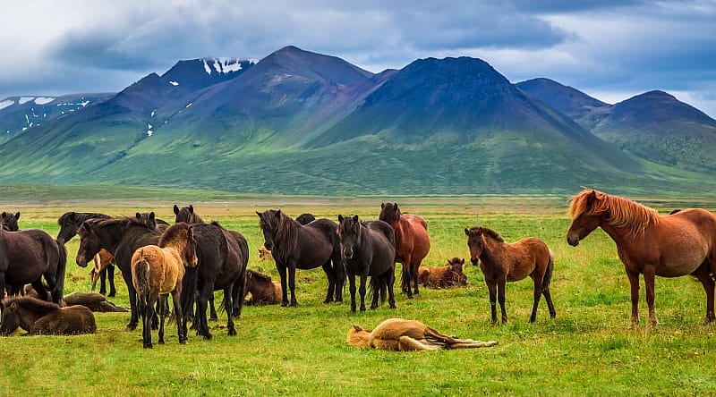 Horses in the mountains of Iceland Horses in the mountains of Iceland