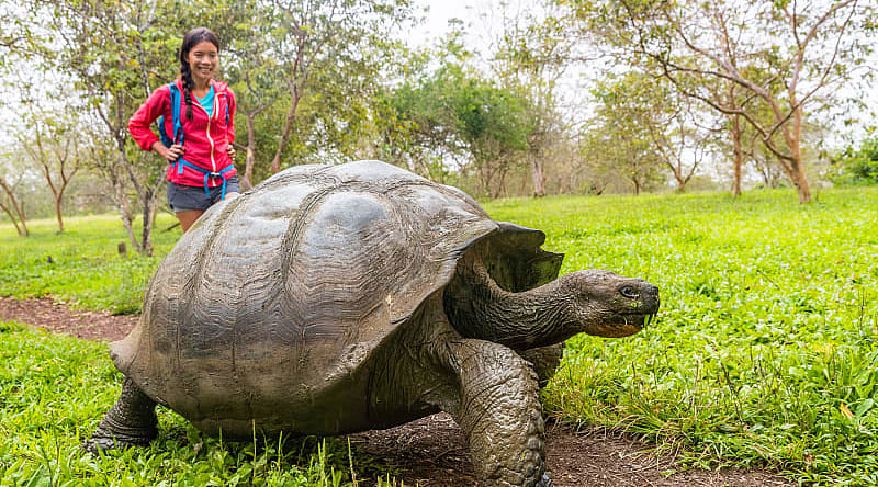 Santa Cruz Island, Galapagos Giant tortoise and woman tourist on Santa Cruz island in the Galapagos, Ecuador