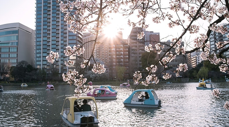 Ueno Park in Tokyo, Japan Families enjoying cherry blossoms from boats on Shinobazu Pond at Ueno Park in Tokyo, Japan